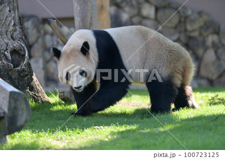 お散歩中の陽浜 100723125