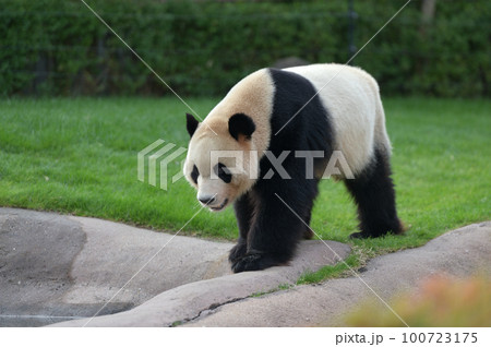 お散歩中の海浜 100723175