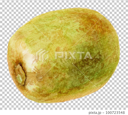 水彩綠色 kiwi_1 水果 水彩綠色 kiwi_1 水果 100723548