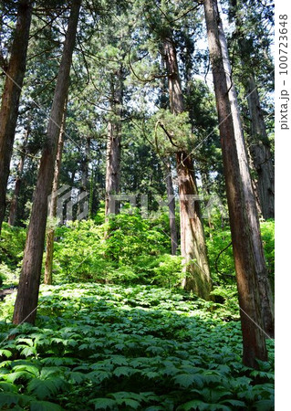 羽黒山参道の杉林 山形県鶴岡市 100723648