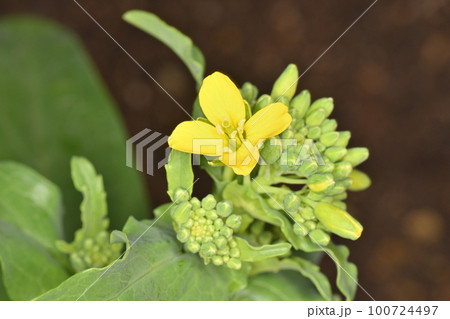 西洋菜花 西洋菜花 100724497