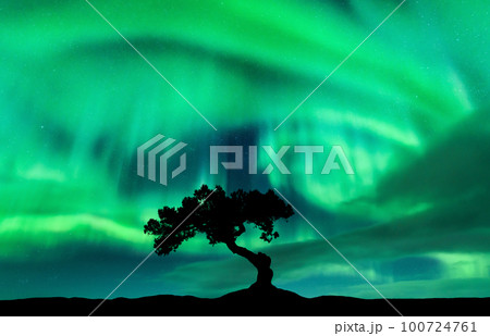 Northern lights over the alone tree at night. Aurora borealis Northern lights over the alone tree at night. Aurora borealis 100724761