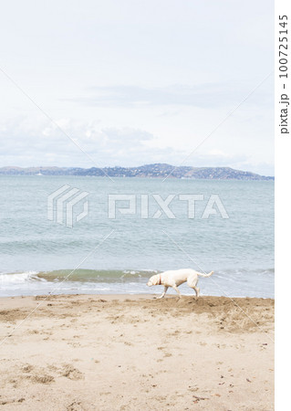サンフランシスコの砂浜で遊ぶ犬たち サンフランシスコの砂浜で遊ぶ犬たち 100725145