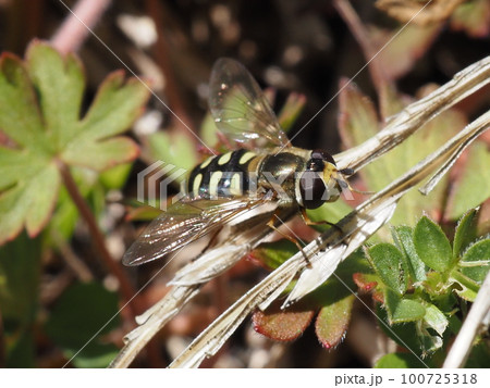 珍しい蜂　レッドリストのトモンハナバチ 100725318