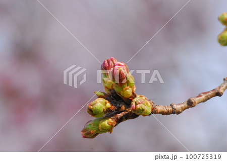 春はすぐそこまで来てる 100725319