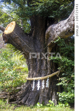 ホテル椿山荘東京の庭園の東京最古・樹齢500年の椎の御神木 ホテル椿山荘東京の庭園の東京最古・樹齢500年の椎の御神木 100725443