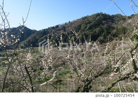 金熊寺梅林 100725454