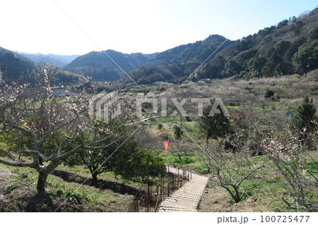 金熊寺梅林 100725477