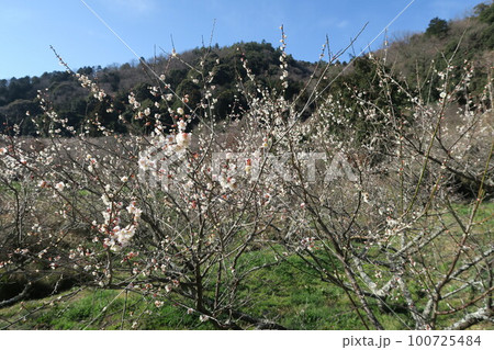 金熊寺梅林 100725484