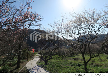 金熊寺梅林 金熊寺梅林 100725487