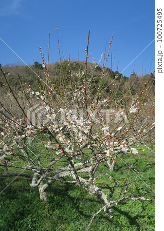 金熊寺梅林 100725495