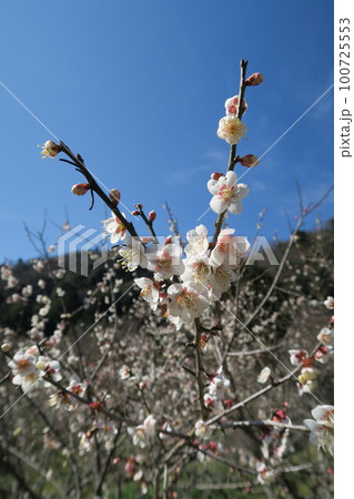 金熊寺梅林 100725553