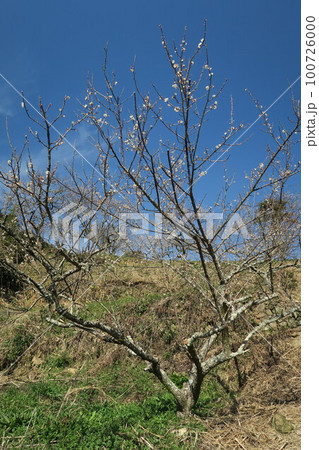 金熊寺梅林 100726000