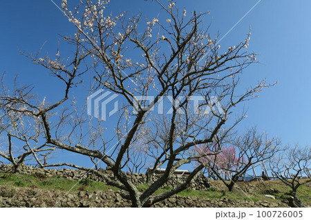 金熊寺梅林 100726005