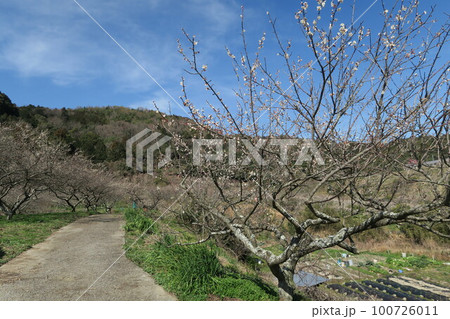 金熊寺梅林 100726011