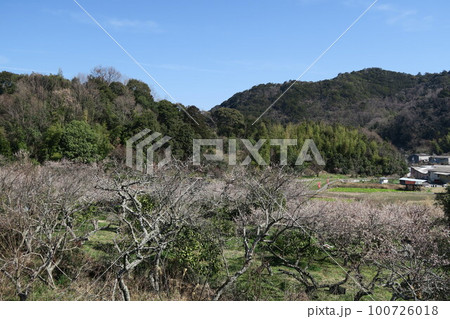 金熊寺梅林 100726018