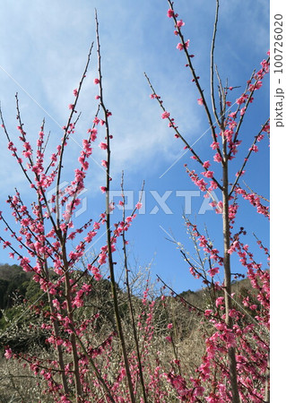 金熊寺梅林 100726020