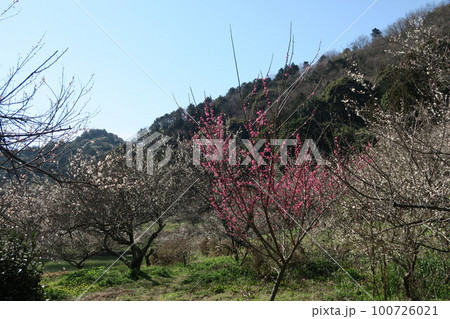 金熊寺梅林 100726021