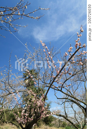 金熊寺梅林 100726030