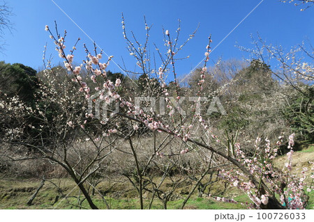 金熊寺梅林 100726033