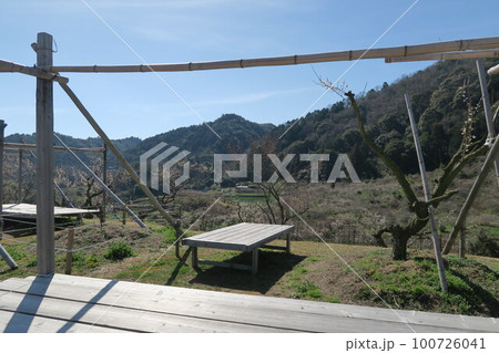 金熊寺梅林 100726041