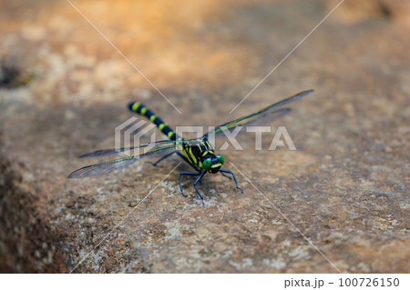 日本最大のトンボで一定区域をパトロールするトンボのオニヤンマ 100726150
