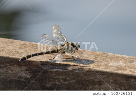 日本最大のトンボで一定区域をパトロールするトンボのオニヤンマ 100726151