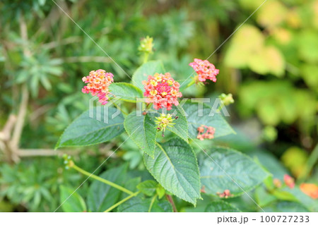 ランタナの花 100727233