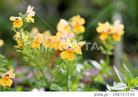 ネメシアの花 100727234