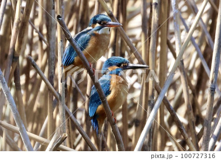 カワセミの夫婦 100727316