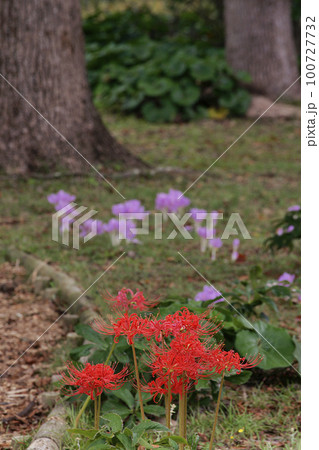 彼岸花 100727732