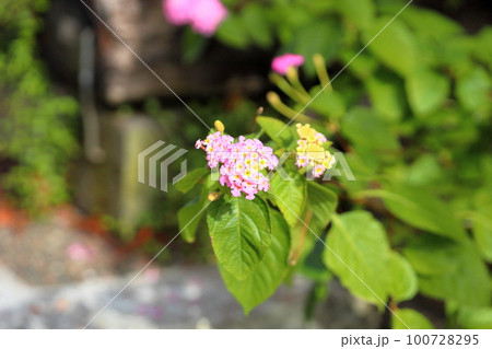 ランタナの花 100728295