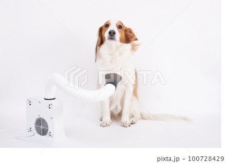 ドライヤーで体を乾かすコーイケルホンディエ 100728429