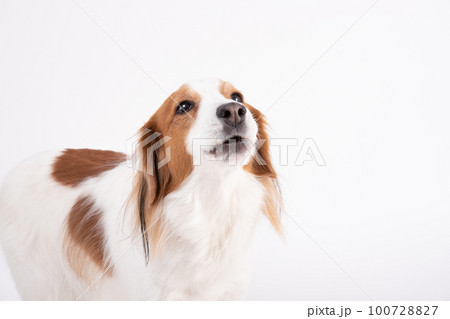 上を向いて遠吠えをするコーイケルホンディエ 100728827