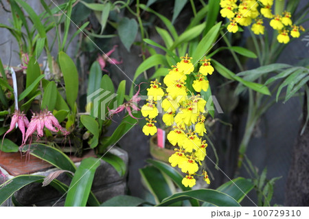 ランの花　オンシジュウム 100729310