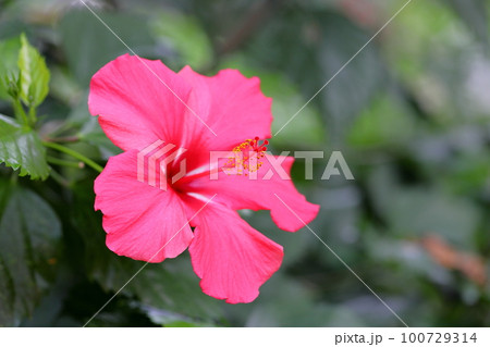 ハイビスカスの花 100729314