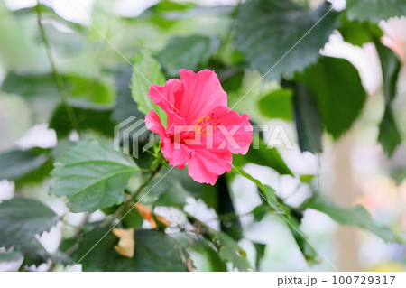 ハイビスカスの花 ハイビスカスの花 100729317