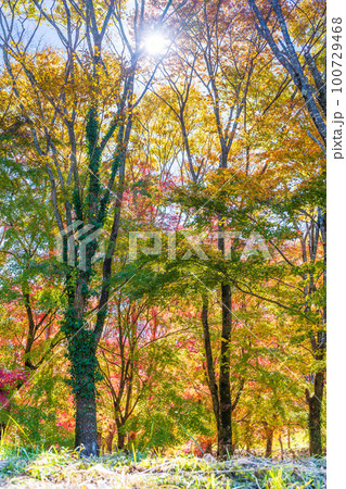 秋晴れ光芒を浴びる紅葉狩り風景「大自然の阿蘇山・阿蘇大観峰・小国郷」熊本県阿蘇郡小国町周辺から撮影 秋晴れ光芒を浴びる紅葉狩り風景「大自然の阿蘇山・阿蘇大観峰・小国郷」熊本県阿蘇郡小国町周辺から撮影 100729468