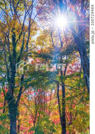 秋晴れ光芒を浴びる紅葉狩り風景「大自然の阿蘇山・阿蘇大観峰・小国郷」熊本県阿蘇郡小国町周辺から撮影 100729469