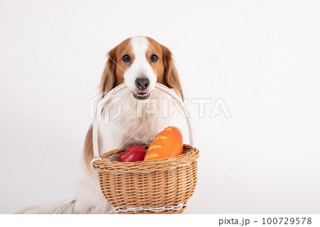 パンとリンゴが入ったかごをくわえてる、コーイケルホンディエ パンとリンゴが入ったかごをくわえてる、コーイケルホンディエ 100729578