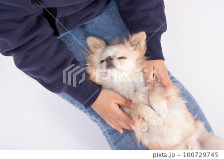 飼い主の足の上で仰向けになって寝る、クリーム色のチワワ 飼い主の足の上で仰向けになって寝る、クリーム色のチワワ 100729745