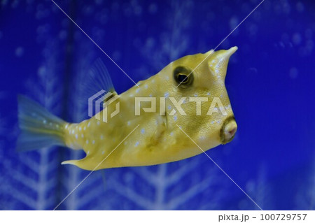 ハコフグ ハコフグ 100729757