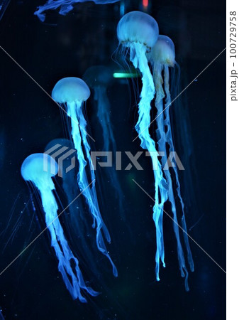 クラゲ 100729758