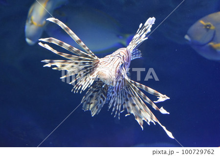 ミノカサゴ 100729762