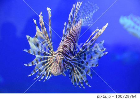 ミノカサゴ 100729764