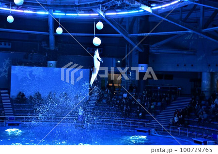 イルカショー イルカショー 100729765