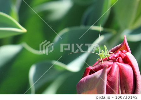 長い触覚をたてる小さな黄緑色のバッタの赤ちゃんの後ろ姿 100730145