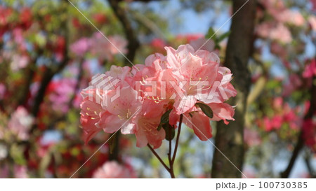 咲き誇る花 咲き誇る花 100730385