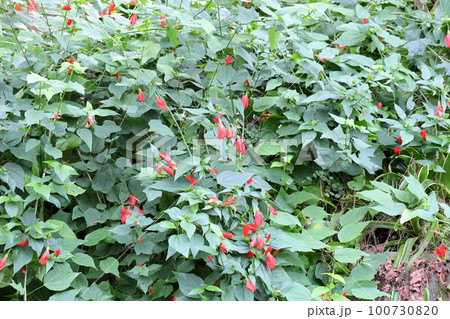 ウナヅキヒメフヨウの花 ウナヅキヒメフヨウの花 100730820