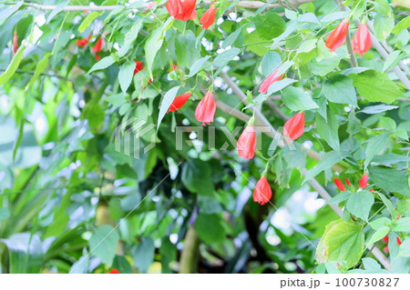 ウナズキヒメフヨウの花 ウナズキヒメフヨウの花 100730827